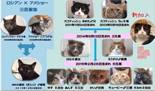 きゅうり初収穫を祝う猫ちゃんたち