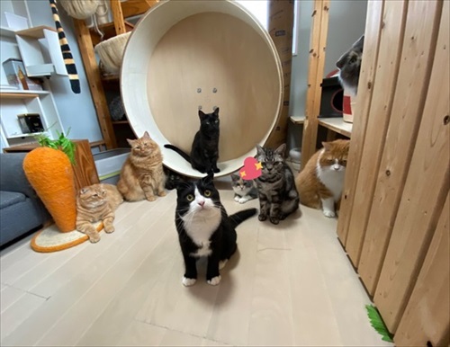 きゅうり初収穫を祝う猫ちゃんたち