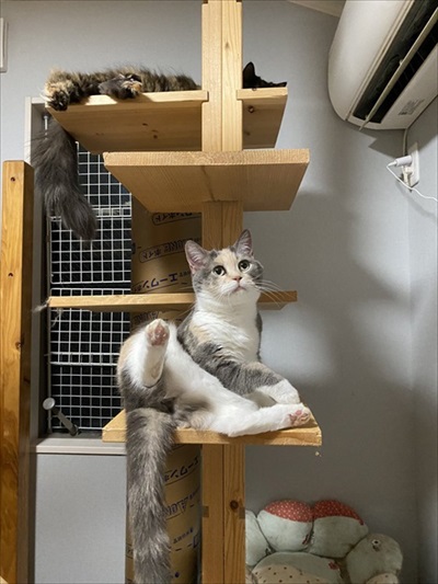 きゅうり初収穫を祝う猫ちゃんたち