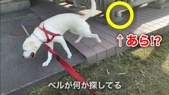 散歩中 ラブラドールが見つけた 子猫 保護 犬 家族