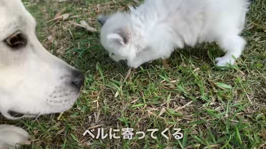 散歩中 ラブラドールが見つけた 子猫 保護 犬 家族