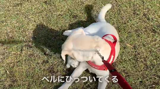 散歩中 ラブラドールが見つけた 子猫 保護 犬 家族