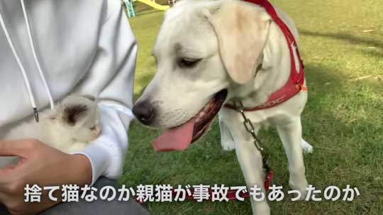 散歩中 ラブラドールが見つけた 子猫 保護 犬 家族
