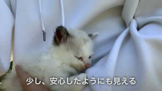 散歩中 ラブラドールが見つけた 子猫 保護 犬 家族