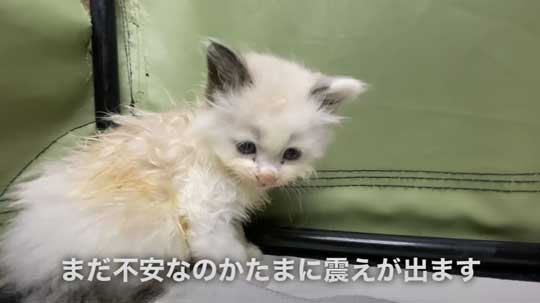 散歩中 ラブラドールが見つけた 子猫 保護 犬 家族