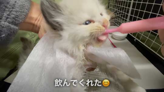 散歩中 ラブラドールが見つけた 子猫 保護 犬 家族