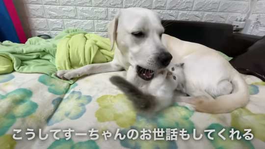 散歩中 ラブラドールが見つけた 子猫 保護 犬 家族