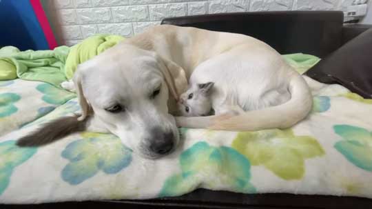 散歩中 ラブラドールが見つけた 子猫 保護 犬 家族