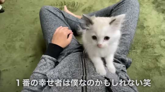 散歩中 ラブラドールが見つけた 子猫 保護 犬 家族