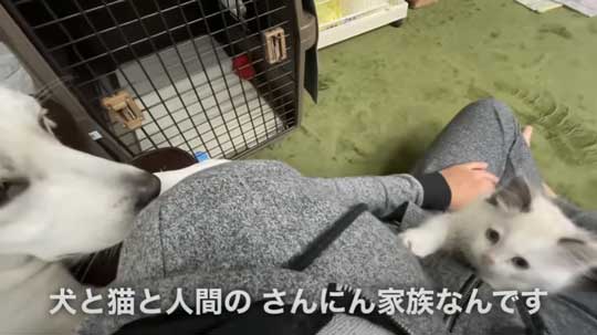 散歩中 ラブラドールが見つけた 子猫 保護 犬 家族
