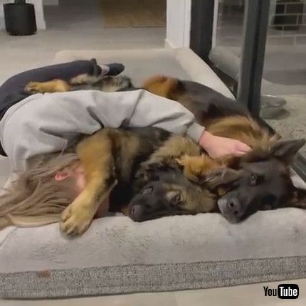 「Dog Covers Woman With Paw to Return Cuddle - 1203781」