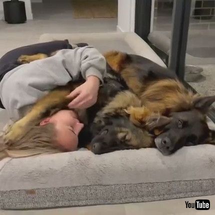 「Dog Covers Woman With Paw to Return Cuddle - 1203781」