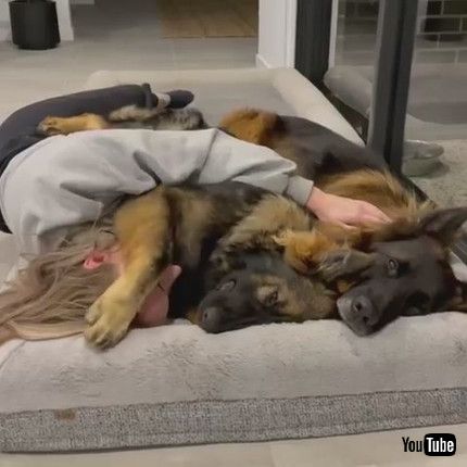 「Dog Covers Woman With Paw to Return Cuddle - 1203781」