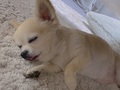 【ベストショット】面白いポーズのワンちゃんたち 2021年7月号