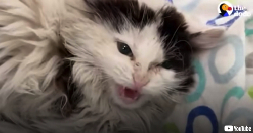 徐々にあいらしくなる子猫