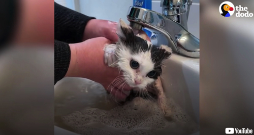 徐々にあいらしくなる子猫