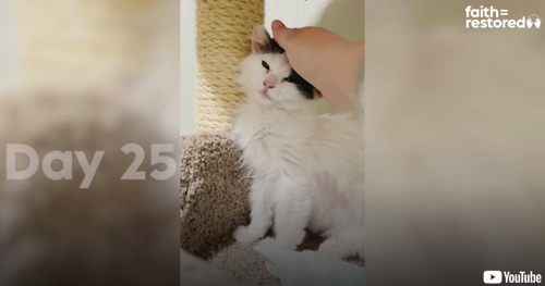 徐々にあいらしくなる子猫