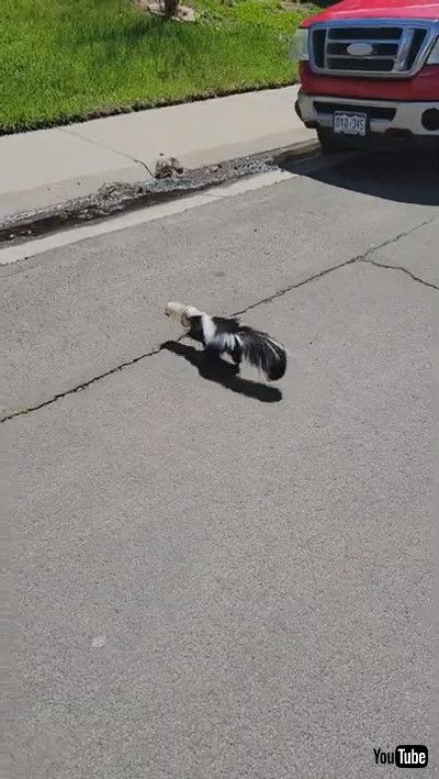 「Skunk's Lucky Day || ViralHog」