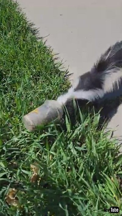 「Skunk's Lucky Day || ViralHog」