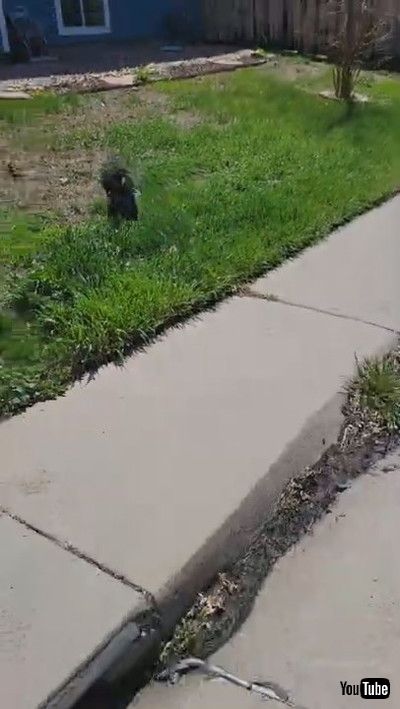 「Skunk's Lucky Day || ViralHog」