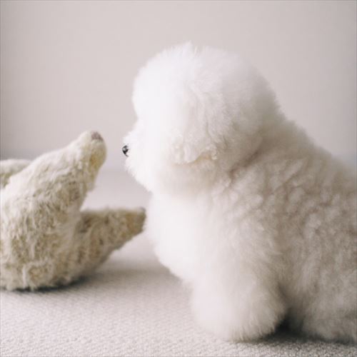 モッフンモッフン時代のアーニーちゃん