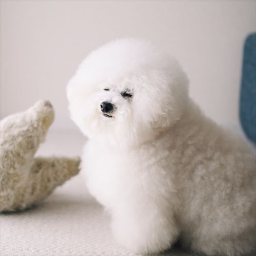 モッフンモッフン時代のアーニーちゃん