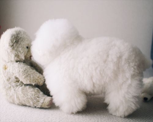 モッフンモッフン時代のアーニーちゃん