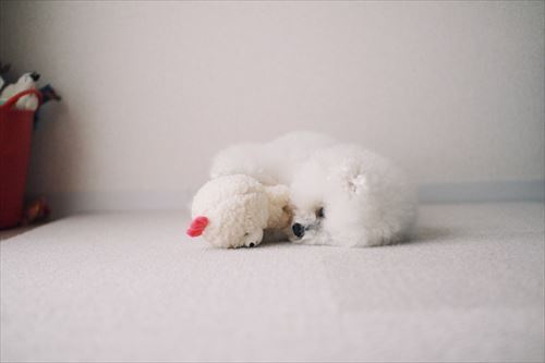 ぬいぐるみとごろーんしているアーニーちゃん