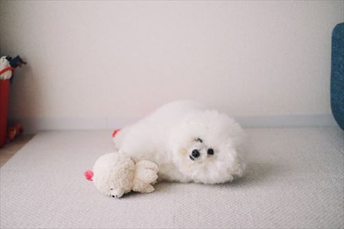 ぬいぐるみとごろーんしているアーニーちゃん