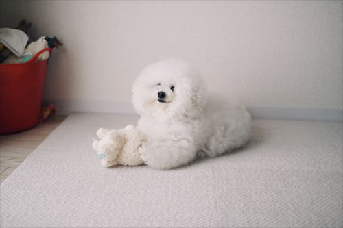 ぬいぐるみとごろーんしているアーニーちゃん