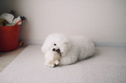 ぬいぐるみとごろーんしているアーニーちゃん