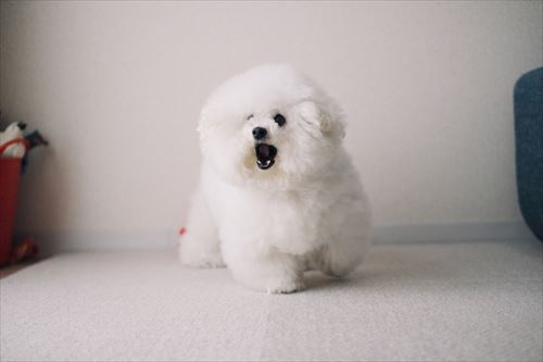 ぬいぐるみとごろーんしているアーニーちゃん