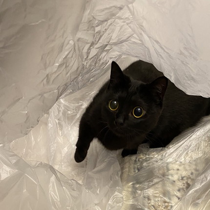 ハーブちゃんいろいろ