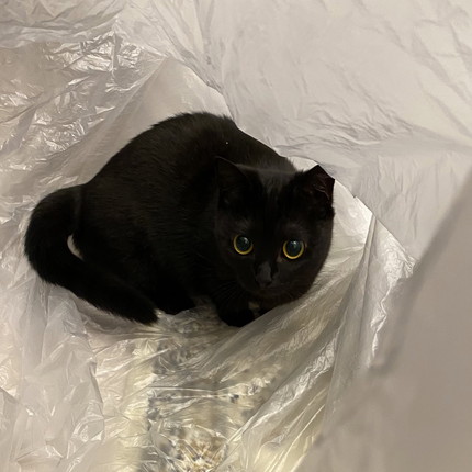 ハーブちゃんいろいろ