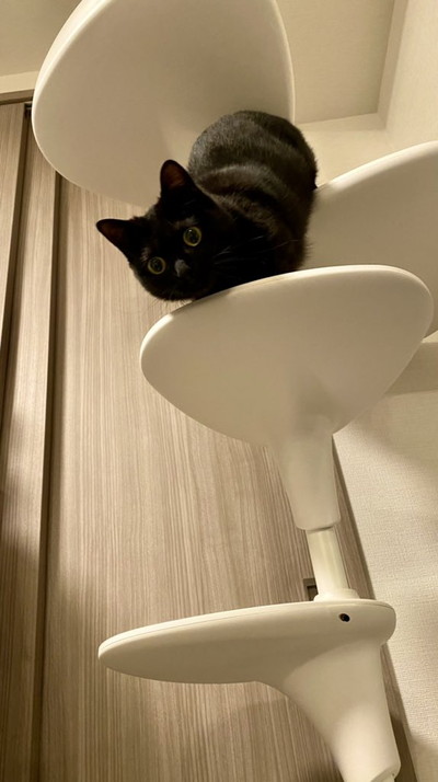 ハーブちゃんいろいろ