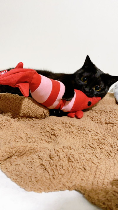 ハーブちゃんいろいろ