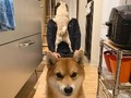 パパ帰宅、そのとき犬たちは……　見事な“神対応”と“塩対応”の温度差に「まるでコント」「最強に最高」の声
