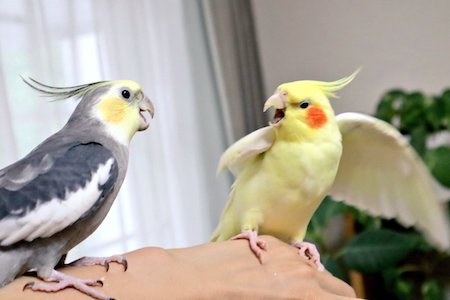 オカメインコ