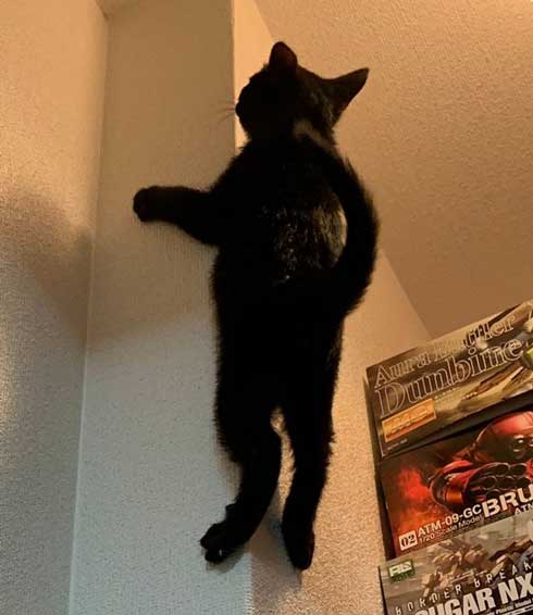 ウォール クライミング 壁 登る 黒猫