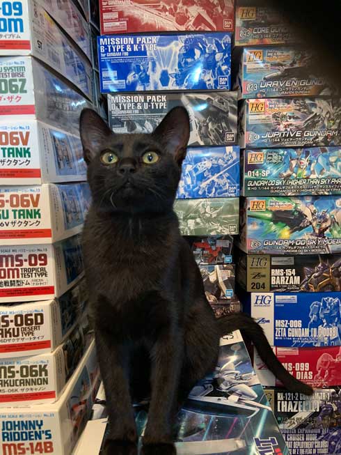 ウォール クライミング 壁 登る 黒猫