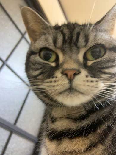 ウォール クライミング 壁 登る 黒猫