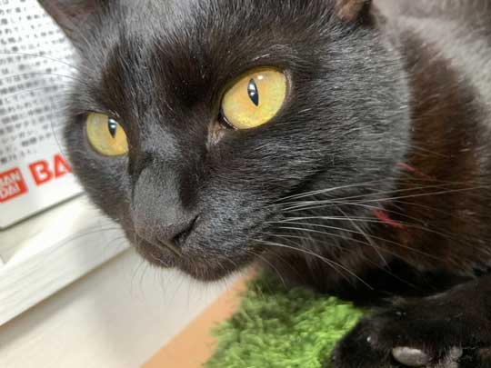 ウォール クライミング 壁 登る 黒猫
