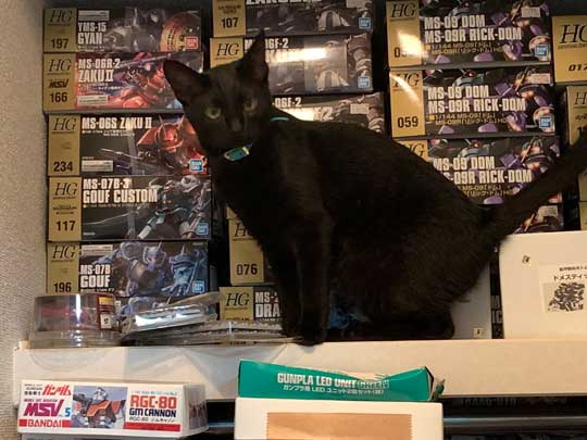 ウォール クライミング 壁 登る 黒猫