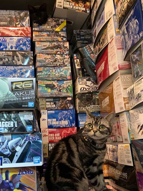 ウォール クライミング 壁 登る 黒猫