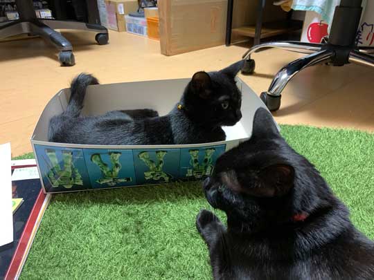 ウォール クライミング 壁 登る 黒猫