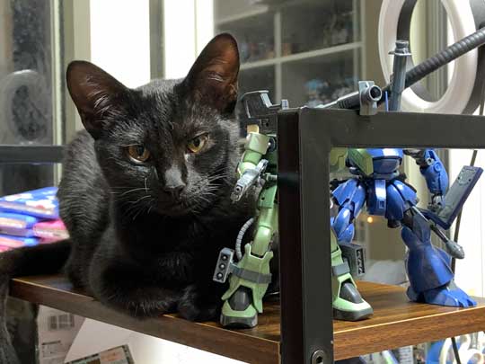 ウォール クライミング 壁 登る 黒猫