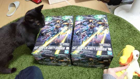 ウォール クライミング 壁 登る 黒猫