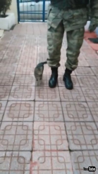 「Kitten Marches with Soldier || ViralHog」