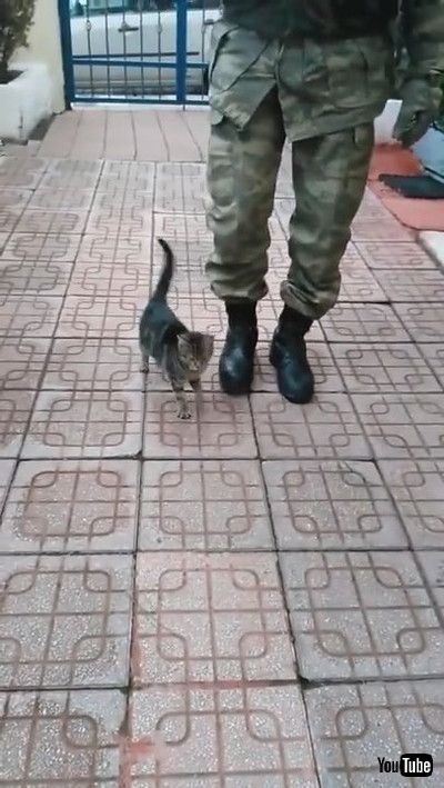 「Kitten Marches with Soldier || ViralHog」