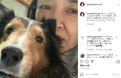 シェットランド・シープドッグ 岸本加世子 等々力姫子